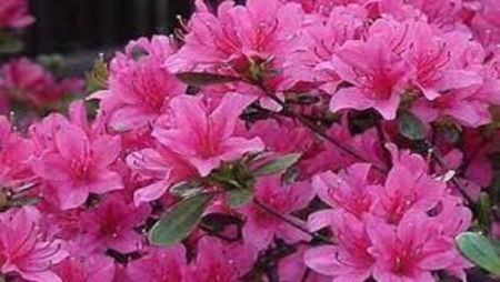 RODODENDRON