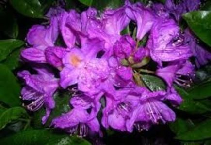 RODODENDRON