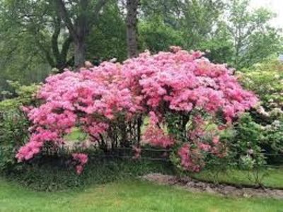 RODODENDRON