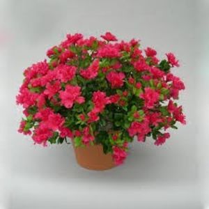 RODODENDRON