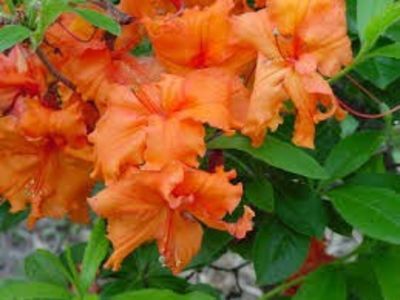 RODODENDRON
