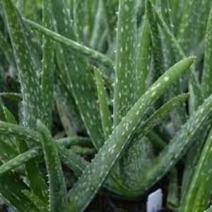 ALOE VERA