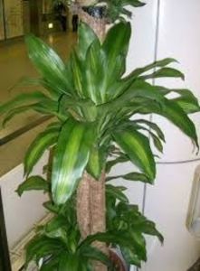 DRACAENA FRAGRANCE