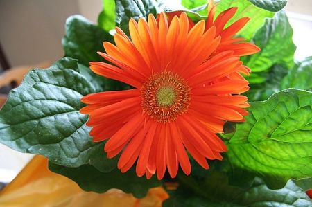 GERBERA