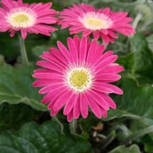 GERBERA