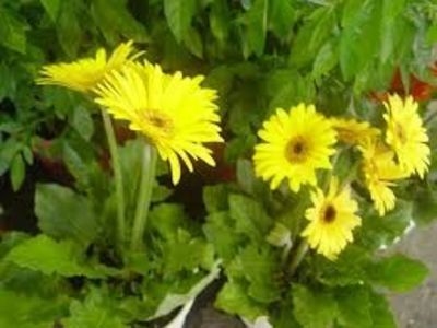 GERBERA