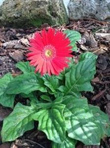 GERBERA