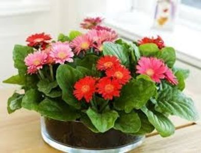 GERBERA