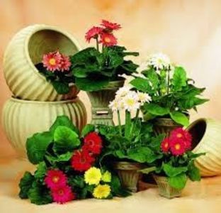 GERBERA