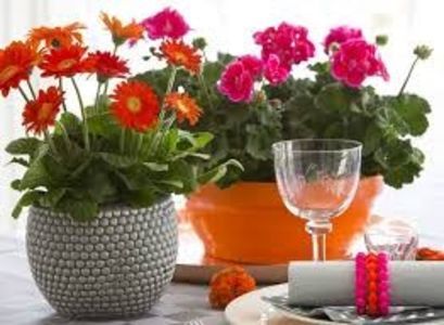 GERBERA