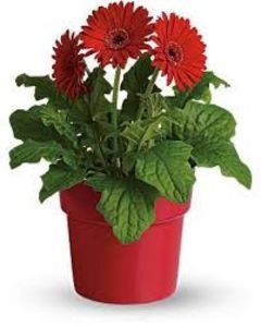 GERBERA