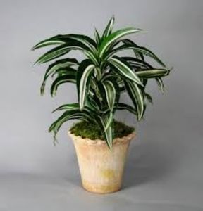 Dracaena Deremensis