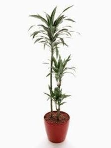 Dracaena Deremensis