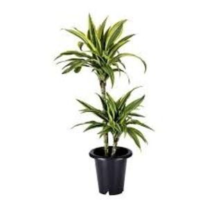 Dracaena Deremensis