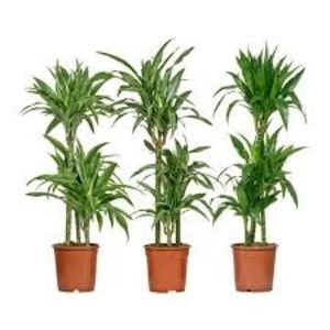 Dracaena Deremensis