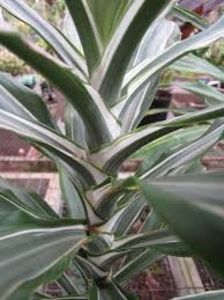 Dracaena Deremensis