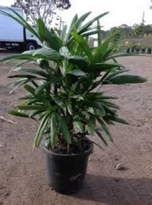 Rhapis Excelsa