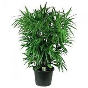 Rhapis Excelsa
