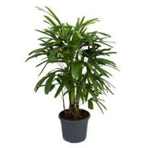 Rhapis Excelsa