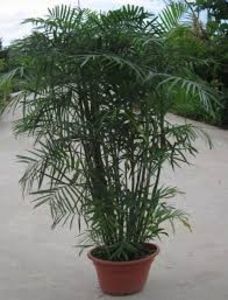Rhapis Excelsa