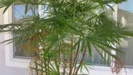 Rhapis Excelsa