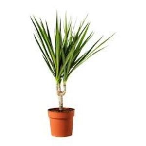 Dracaena Marginata
