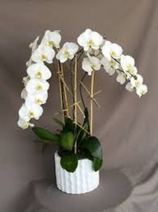 Phalaenopsis