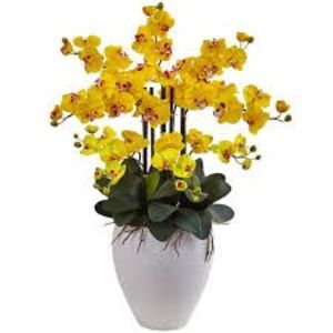 Phalaenopsis