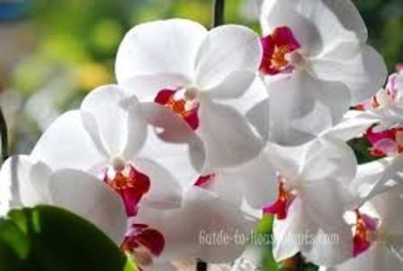Phalaenopsis