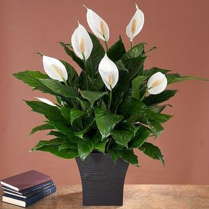 Spathiphyllum sp.