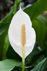Spathiphyllum sp.