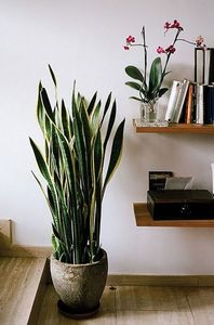 Sansevieria trifasciata