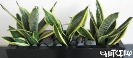 Sansevieria trifasciata