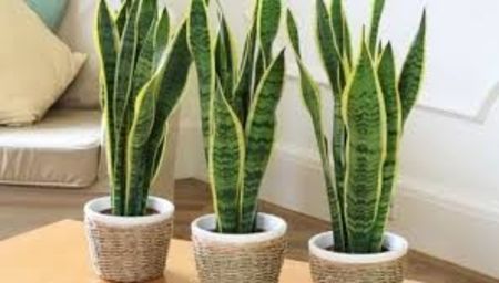 Sansevieria trifasciata