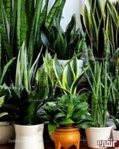 Sansevieria trifasciata