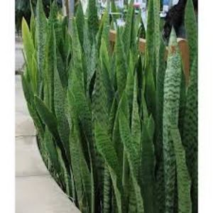 Sansevieria trifasciata