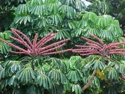 Brassaia actinophylla