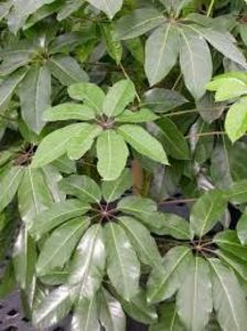 Brassaia actinophylla
