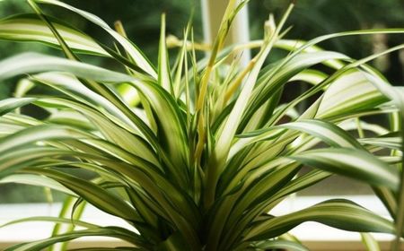 Chlorophytum comosum