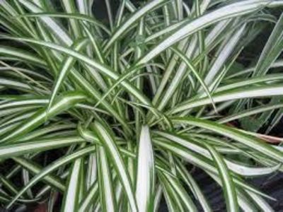Chlorophytum comosum
