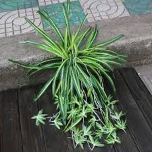 Chlorophytum comosum