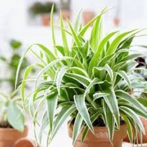 Chlorophytum comosum