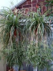 Chlorophytum comosum