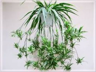 Chlorophytum comosum