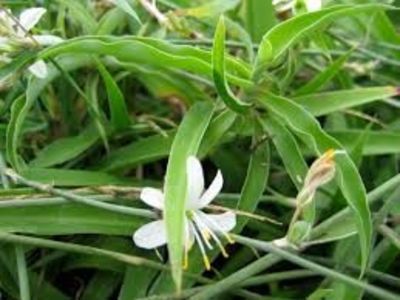Chlorophytum comosum