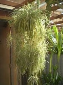 Chlorophytum comosum