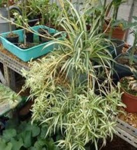 Chlorophytum comosum