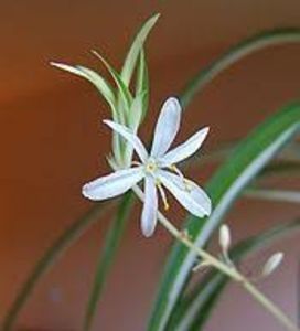 Chlorophytum comosum