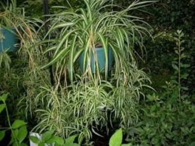 Chlorophytum comosum