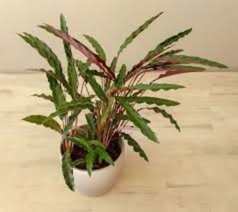 CALATHEA